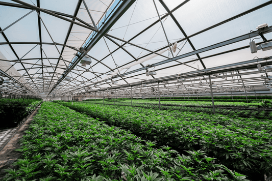 Salad Science: Why Combining Cannabis Strains Elevates Your Experience